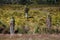 Tasmania, Cradle Mountain, Lake St Clair National Park