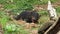 Tasmania devil chewing on food close up