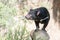 Tasmania devil close up portrait