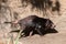 Tasmania devil close up portrait