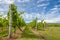 Tasmania Vineyards