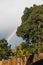 Tasmanian backyard with Australian native plants and rainbow