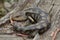 Tasmanian blue-tongued lizard close up