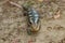 Tasmanian blue-tongued lizard close up