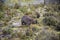 Tasmanian Common Wombat