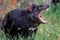 Tasmanian devil