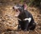 Tasmanian Devil Fang Roar. Carnivorous marsupial.