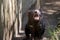 the tasmanian devil has sharp teeth used for breaking up bones