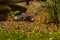 Tasmanian devil lies in green grass in the wild, Australia