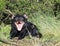 Tasmanian Devil Open mouth