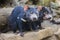 Tasmanian Devil pair in Australia