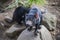 Tasmanian Devil pair in Australia