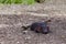 Tasmanian Devil relaxing on the ground - closeup