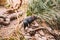 Tasmanian Devil Running in the Wild