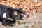 Tasmanian devil, Sarcophilus harrisii