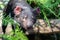 Tasmanian devil Sarcophilus harrisii