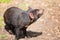 Tasmanian devil, Sarcophilus harrisii