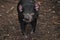 Tasmanian Devil Sarcophilus harrisii Australia