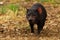 Tasmanian Devil - Sarcophilus harrisii carnivorous marsupial family Dasyuridae, native to mainland Australia and Tasmania, size of