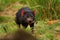 Tasmanian Devil - Sarcophilus harrisii carnivorous marsupial family Dasyuridae, native to mainland Australia and Tasmania, size of