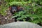 Tasmanian devil, Sarcophilus harrisii, in green bush. Portrait of Australian masupial hidden in vegetation