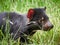 Tasmanian devil - Tasmanian Marsupial