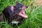 Tasmanian Devil up close