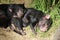 Tasmanian Devils