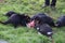 Tasmanian Devils Eating with Family Members