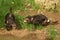 Tasmanian devils fighting