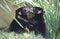 Tasmanian devils kissing on the island of Tasmania,