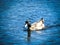 Tasmanian duck swims in calm river