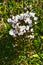The Tasmanian mountain gentian (Gentianella diemensis)