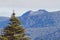 Tasmanian mountain landscape with vegetation in the foreground