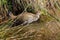 Tasmanian nativehen, flightless bird with yellow beaks, red eyes