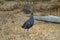 A Tasmanian nativehen Tribonyx mortier an endemic flightless rail bird endemic to Tasmania, Australia.