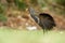 Tasmanian nativehen - Tribonyx mortierii - flightless rail and one of twelve species of birds endemic to the Australian island of