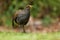 Tasmanian nativehen - Tribonyx mortierii - flightless rail and one of twelve species of birds endemic to the Australian island of