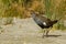 Tasmanian nativehen - Tribonyx mortierii - flightless rail and one of twelve species of birds endemic to the Australian island of