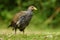 Tasmanian nativehen - Tribonyx mortierii - flightless rail and one of twelve species of birds endemic to the Australian island of