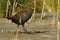 Tasmanian nativehen - Tribonyx mortierii - flightless rail and one of twelve species of birds endemic to the Australian island of