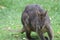 Tasmanian pademelon