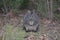 Tasmanian pademelon looking at camera