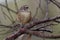 Tasmanian Scrubwren - Sericornis humilis bird species endemic to the temperate forests of Tasmania and nearby King Island