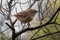 Tasmanian Scrubwren - Sericornis humilis bird species endemic to the temperate forests of Tasmania and nearby King Island