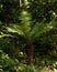 Tasmanian or Soft Tree Fern plant Dicksonia antarctica in a Country summer Garden