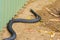 Tasmanian tiger snake near a garden shed