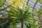 Tasmanian tree fern. Sunny day in botanical garden