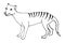 Tasmanian wolf Thylacinus cynocephalus engraved, hand drawn vector illustration