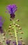 Tassel hyacinth, leopoldia comosa, muscari comosum